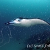 ray_manta_han_baa_h_0352_mal1088.jpg